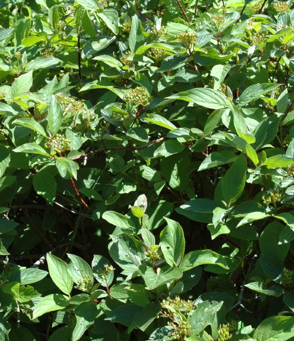 Cornouiller stolonifère