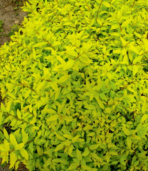 Spiraea japonica 'Golden Elf'