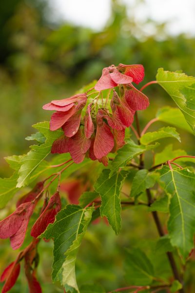 Acer ginnala
