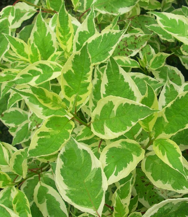 Cornus alba 'Ivory Halo'