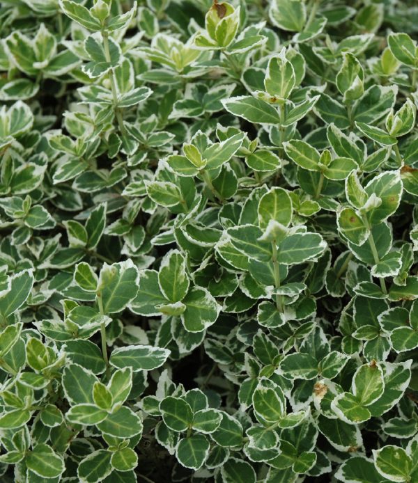 Wintercreeper Euonymus