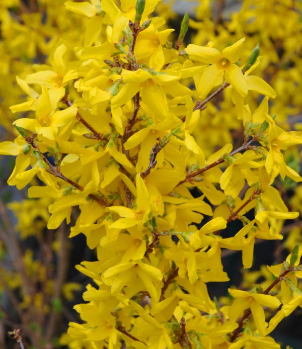 Forsythia x 'Northern Gold'
