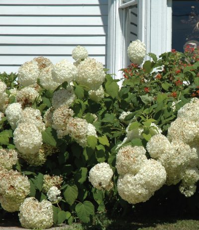 Smooth Hydrangea
