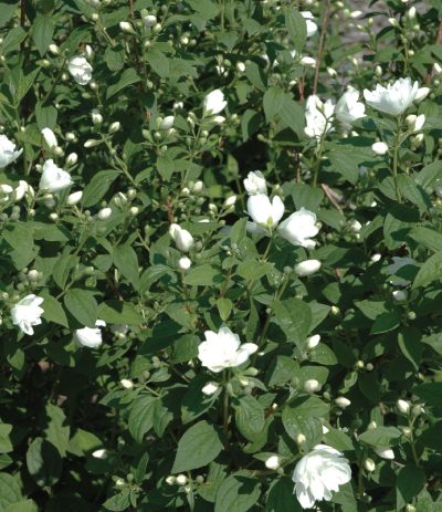 Philadelphus 'Snowbelle'