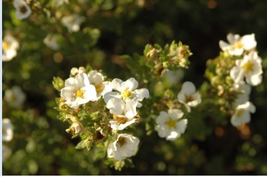 Abbotswood Cinquefoil