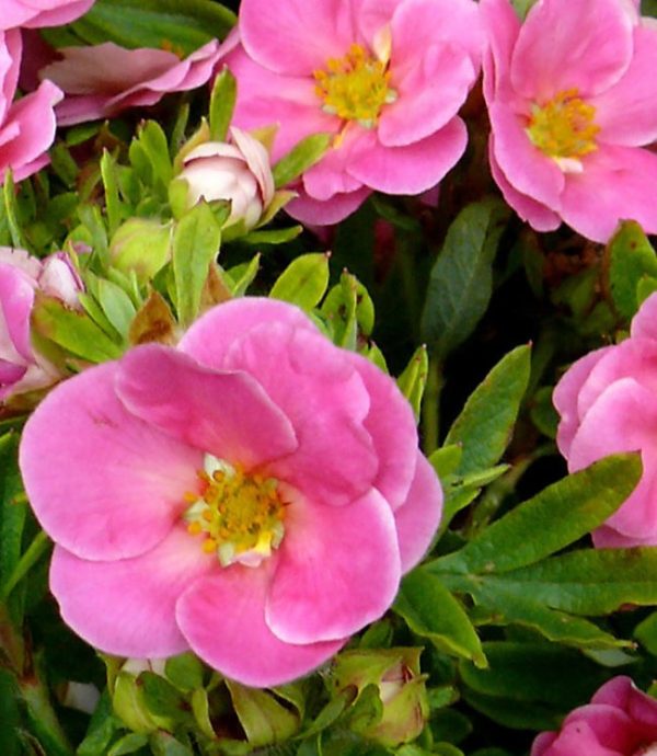 Potentilla fruticosa 'Pink Beauty'