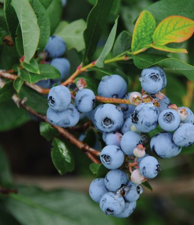 Vaccinium corymbosum 'Patriot'