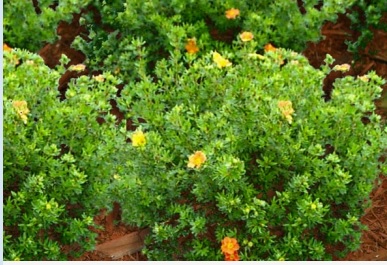 Potentilla fruticosa 'Red Ace'