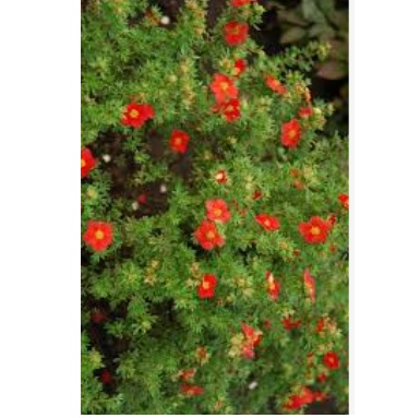 Potentilla fruticosa 'Red Robin'