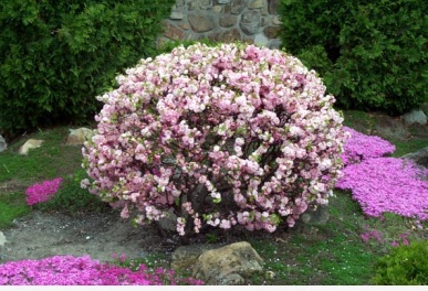 Double Flowering Almond