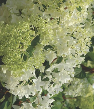 Hydrangea paniculata 'Kyushu'
