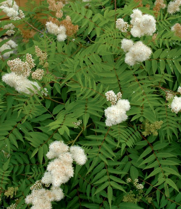 Sorbaria sorbifolia