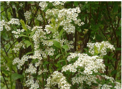 Spyrea 'Compacta'