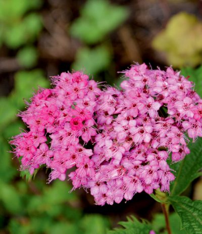 Spiraea japonica 'Crispa'