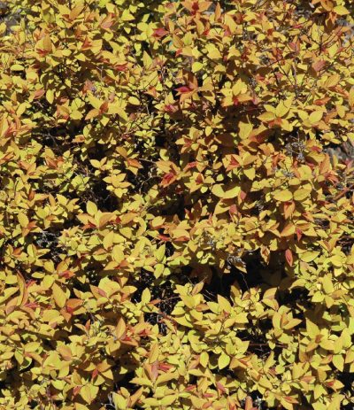 Spirée du Japon 'Flaming Mound'