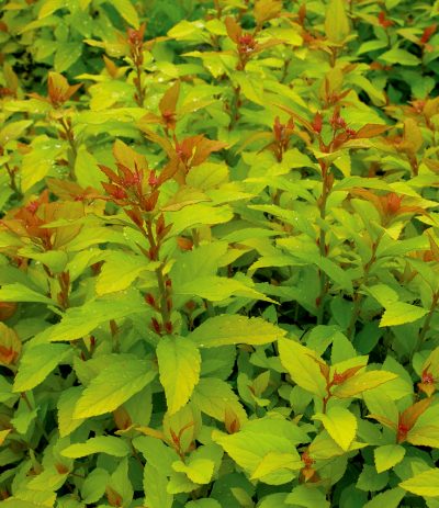 Spirée du Japon 'Goldmound'