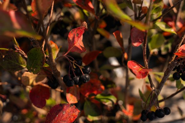 Aronia melanocarpa