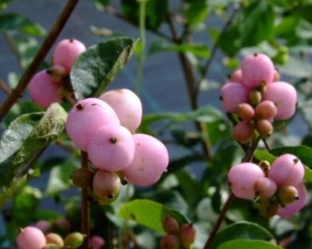 Symphoricarpos doorenbosii 'Mother Of Pearl'