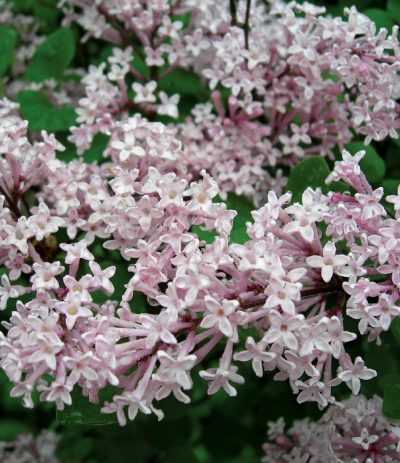 Syringa meyeri 'Palibin'
