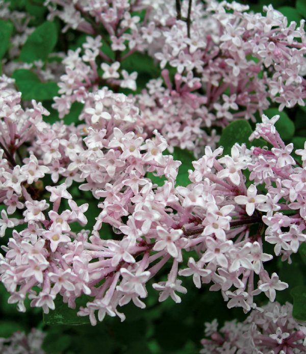 Syringa meyeri 'Palibin'