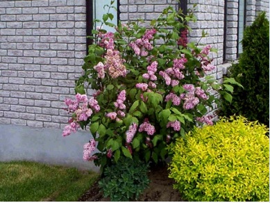 Syringa prestoniae 'James Macfarlane'