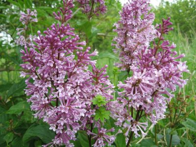 Syringa prestoniae 'Nocturne'