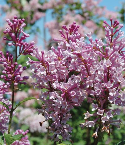 Preston Lilac 'Royalty'