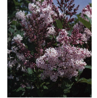Syringa villosa