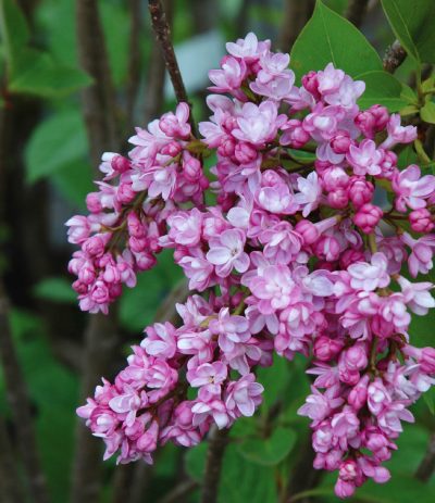 French Lilac