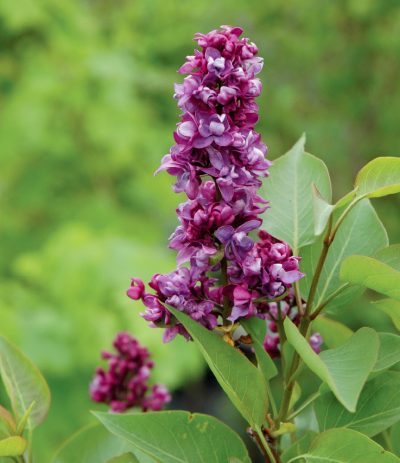 Common Lilac