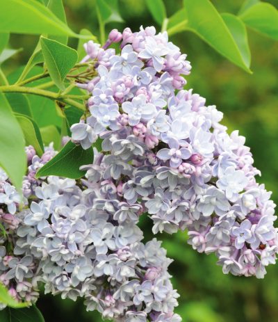 Lilas commun 'Katherine Havemeyer'