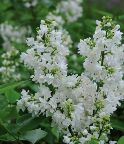 Syringa vulgaris 'Mme Lemoine'