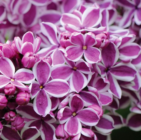 Common Lilac