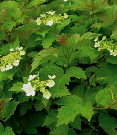 Viorne Obier Naine 'Nanum'