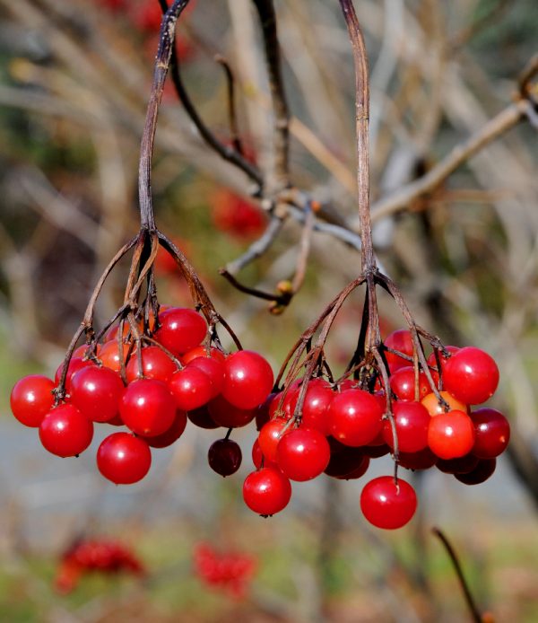 American Cranberrybush