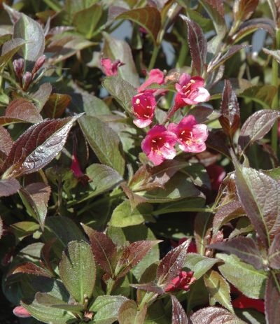 Weigela 'Tango'