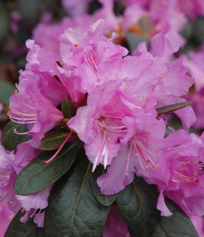 'P.J.M.' Rhododendron