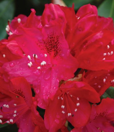 Rhododendron ‘Nova Zembla’