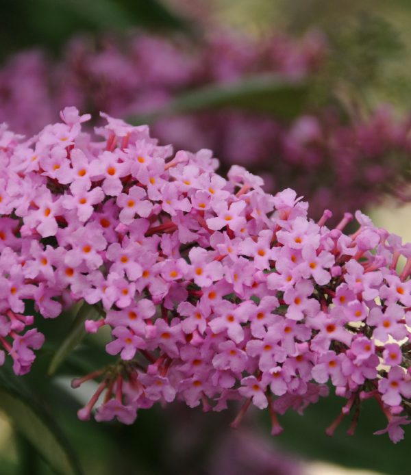 Buddleia davidii 'Pink Delight'