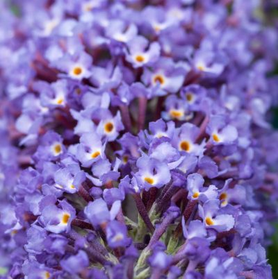 Buddleia davidii 'Nanho Blue'