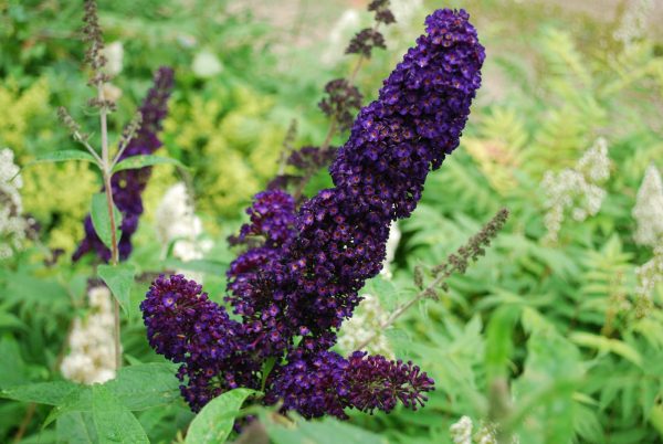 'Black Knight' butterfly bush