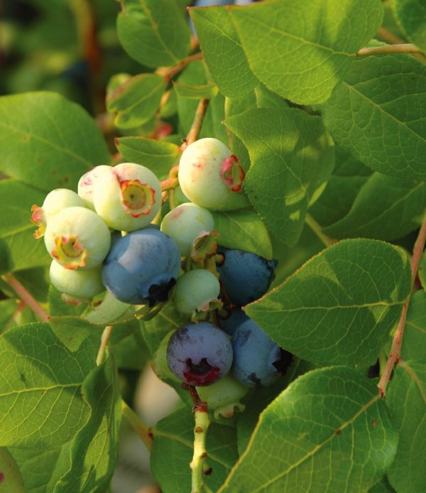 Vaccinium x 'Northland'
