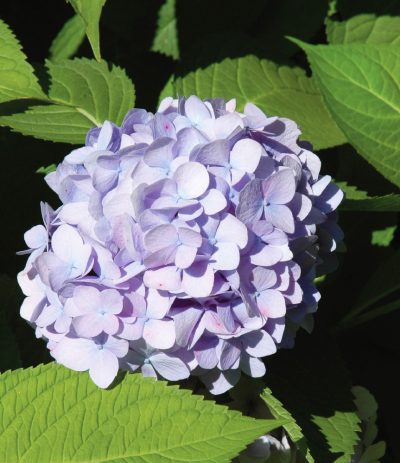 Big Leaf Hydrangea