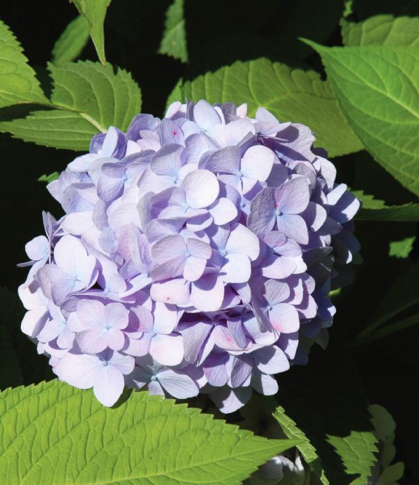 Big Leaf Hydrangea