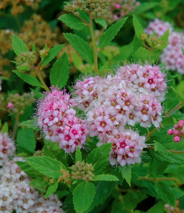 Spiraea japonica 'Little Princess'