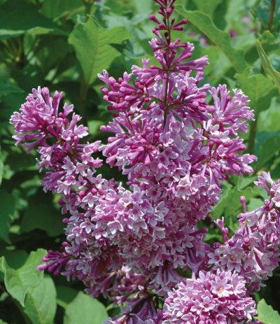 Syringa prestoniae 'Donald Wyman'