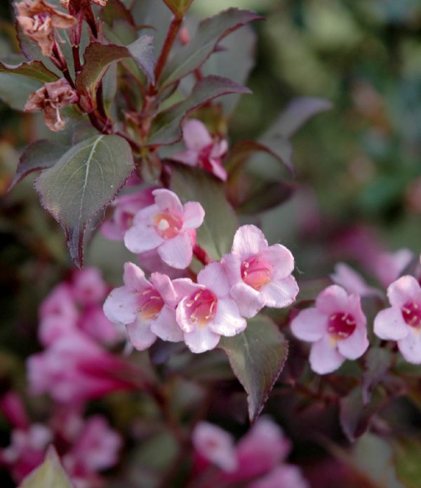 Weigela florida 'purpurea'