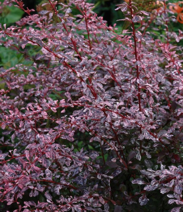 Berberis thunbergii 'Rose Glow'