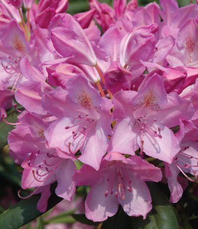 'Catawbiense Boursault' Rhododendron