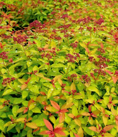 Spirée 'Magic Carpet'